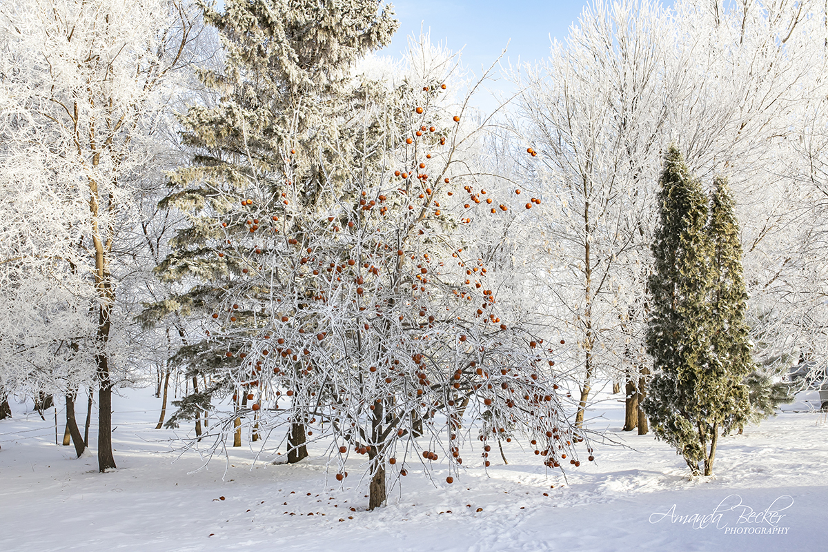 Frosty Trees