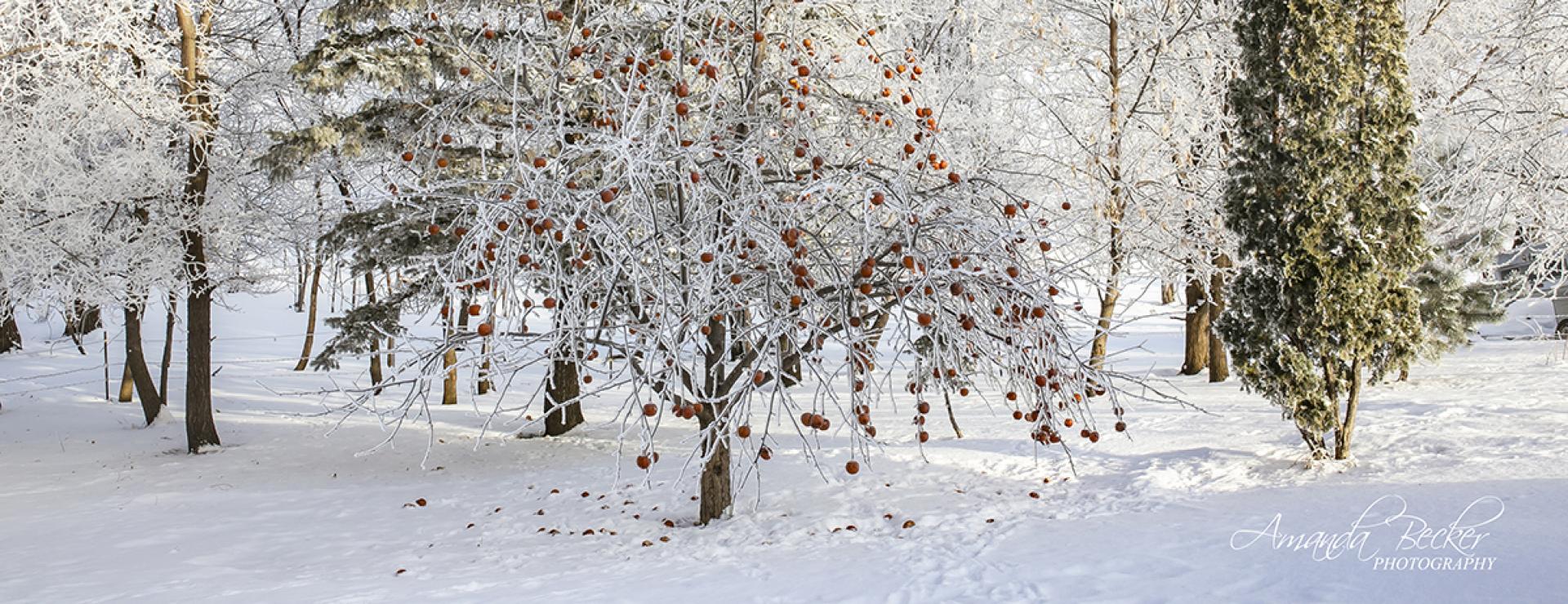 Frosty Trees